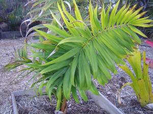 pyrican9-10 004.jpg